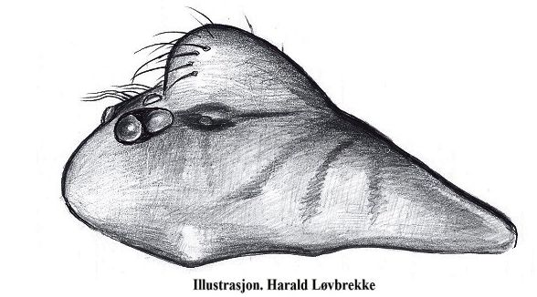 Datei:Scotinotylus clavatus male prosoma lateral HLovbrekke.jpg