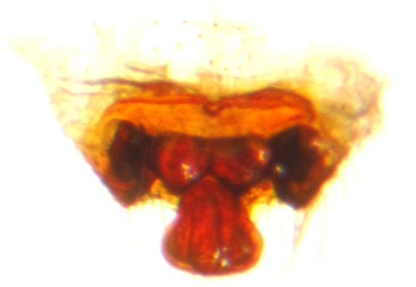 Datei:Mughiphantes whymperi w Epigyne praep Moraene unterhalbGletscher 2070m BAadland.jpg