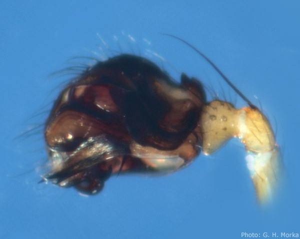 Datei:Abiskoa abiskoensis palp in GHMorka.jpg