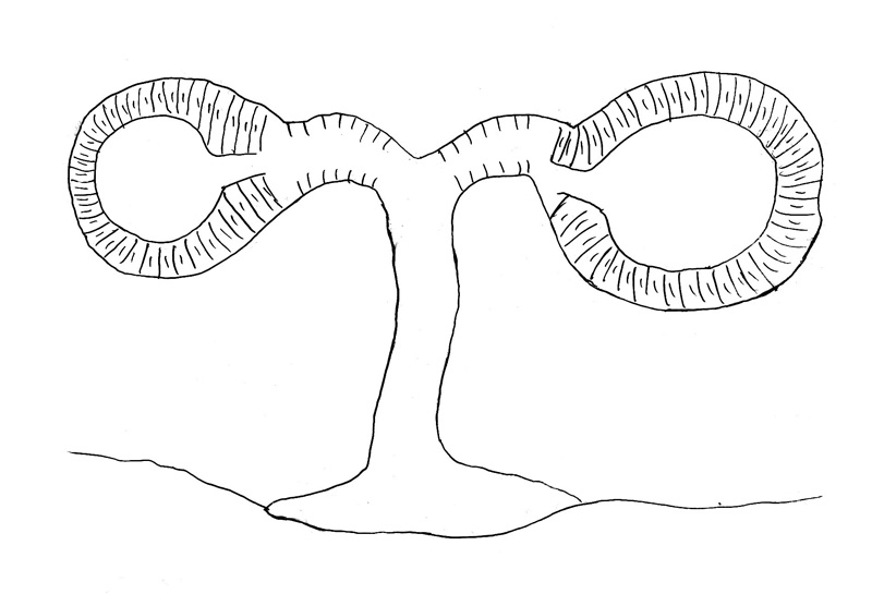 Datei:Anapistula ataecina female 2.jpg
