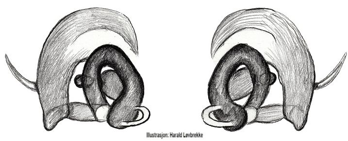 Datei:Brigittea latens vulva do HLovbrekke.jpg
