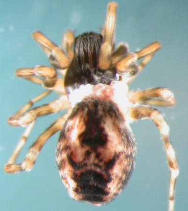 Datei:Emblyna annulipes w do Minnesund 11.05.2011 AFjellberg.jpg
