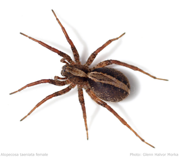 Datei:Alopecosa taeniata female 600.jpg