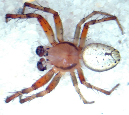 Datei:Araniella cucurbitina m dorsal praep.jpg