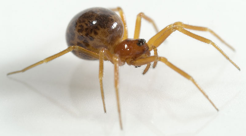 Datei:Gonatium-rubellum Mordtal 09-04 03.jpg