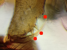 Datei:Mansuphantes mansuetus Bliestorfer Heide FEB-2015 m Chelizeren frotal-ausschnitt-220.jpg