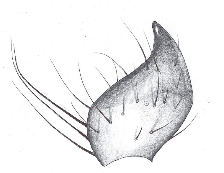 Datei:Mecynargus morulus Petipalpus Linke Tibialapophyse von oben HLoevbrekke.jpg