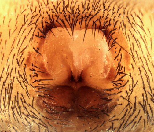 Datei:Trachyzelotes barbatus w epi 8,26mm unterSteinInGarrigue Calvisson FR 28Jul14 POger.jpg