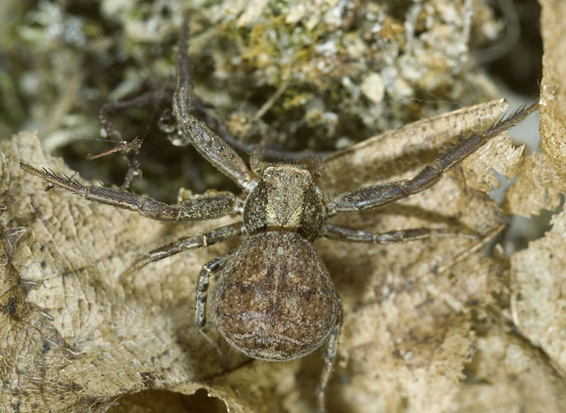 Datei:Xysticus-ferrugineus Zietschkuppe 09-04 01.jpg