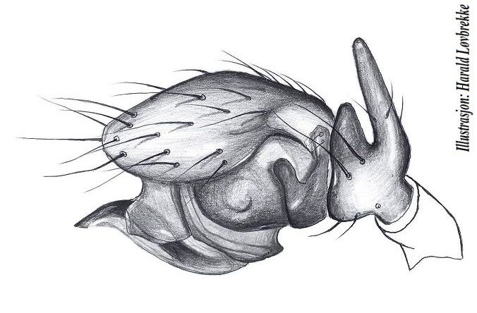 Datei:Gongylidiellum latebricola palp HLovbrekke.jpg