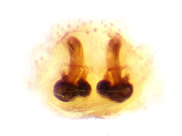 Datei:Icius hamatus Vulva Schaefer.jpg