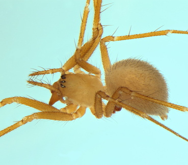 Bordea negrei w do 2,44mm Freychenet GouffreDelArtigue FR 11Mai14 POger.jpg