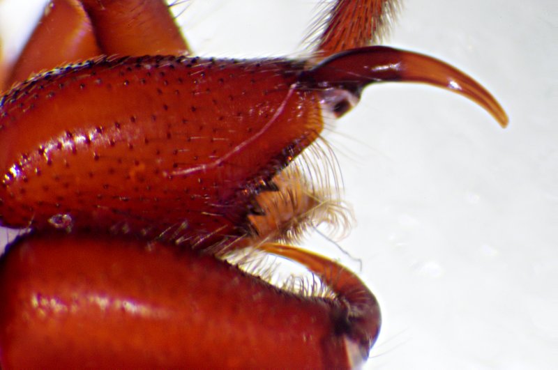 Datei:Dysderocrates s Bosnien Chelizeren.jpg