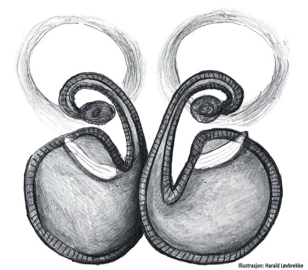 Datei:Euophrys petrensis vulva do HLovbrekke.jpg