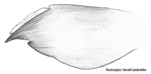 Datei:Incestophantes crucifer Lamella characteristica HLovbrekke.jpg