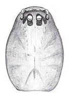 Datei:Meioneta mossica male Kopf HLoevbrekke.jpg