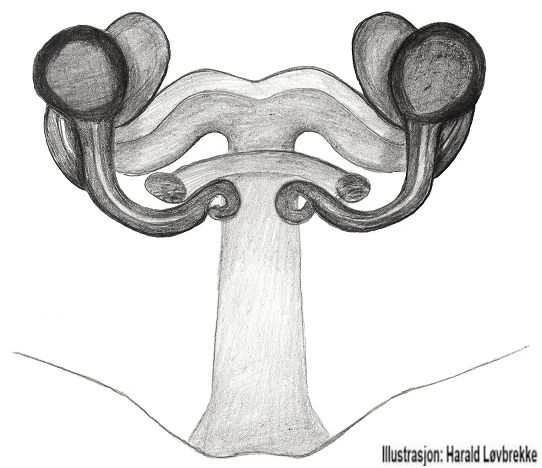Datei:Pholcomma gibbum vulva do HLovbrekke.jpg