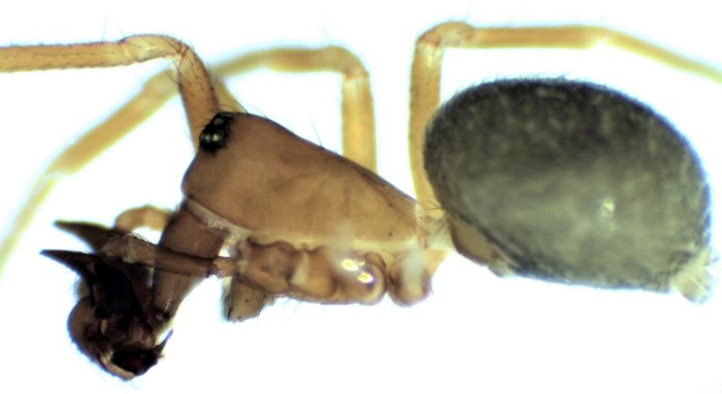 Datei:Tibioplus diversus male foto la HLovbrekke.jpg
