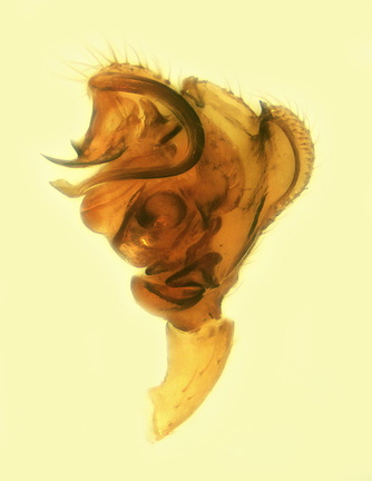 Datei:Diplocephalus helleri m pp2 1,77mm auf2485m Schweiz POger.jpg