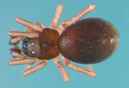 Datei:Parapelecopsis nemoralis m Grasballen am Strand Store Sletter 10.10.2010 AFjellberg.jpg