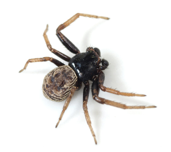 Datei:Coriarachne depressa male skew back.jpg