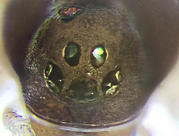 Datei:Erigonella hiemalis f 280713 Augen frontal.jpg