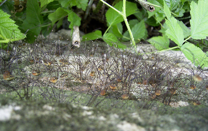 Datei:Leiobunum rotundum groep100c.jpg