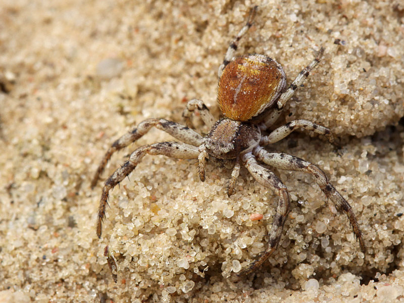 Datei:Xysticus sabulusos f2.jpg