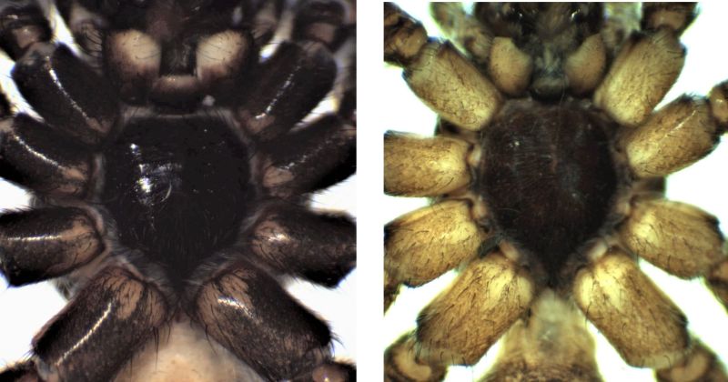 Datei:Xerolycosa versus P lugubris sternum female HLovbrekke.jpg