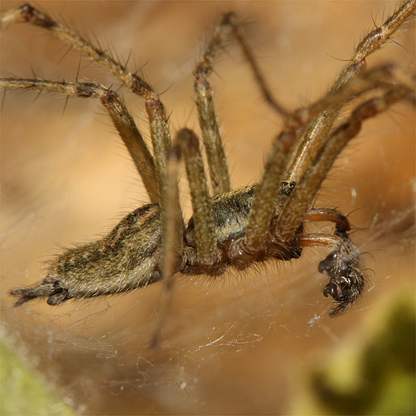 Datei:Allagelena gracilens2.jpg