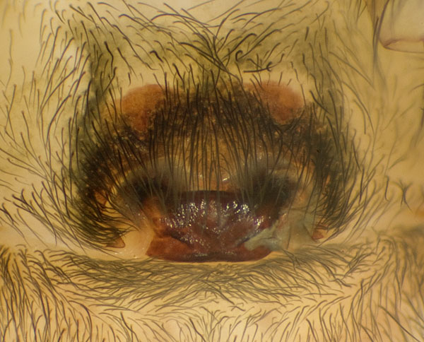Datei:Amaurobius-fenestralis No-Risnesoyna 09-10 02-Epig.jpg