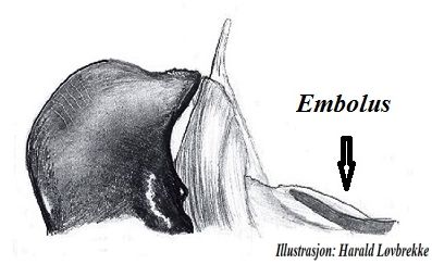 Datei:Pardosa purbeckensis terminal apophyses HLovbrekke.jpg