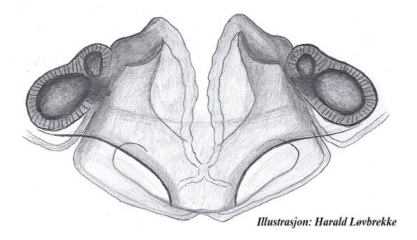 Datei:Entelecara erythropus vulva ve HLovbrekke.jpg