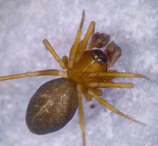 Datei:Meioneta innotabilis w legMLemke AStaudt.jpg