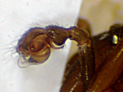 Datei:Micrargus subaequalis pedileft-23.06.10-124-6.jpg