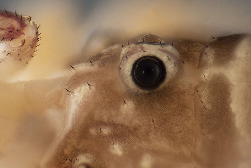 Datei:Opilio canestrinii 2018-09-06 Travemünde Augen lateral.jpg