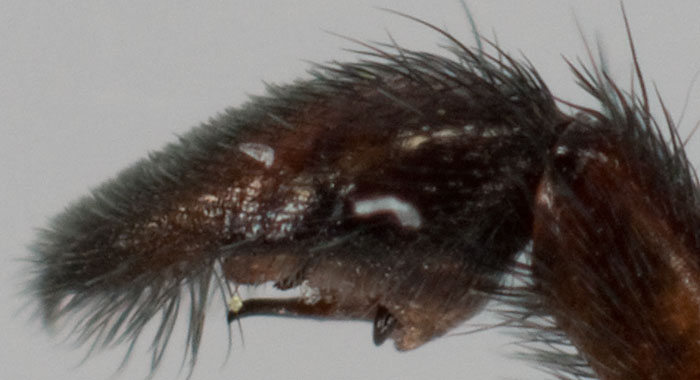 Datei:Pardosa lugubris Pedipalpus lateral 8-01338.jpg