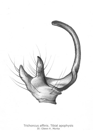 Datei:Trichoncus affinis tibialapofyse GHMorka.jpg