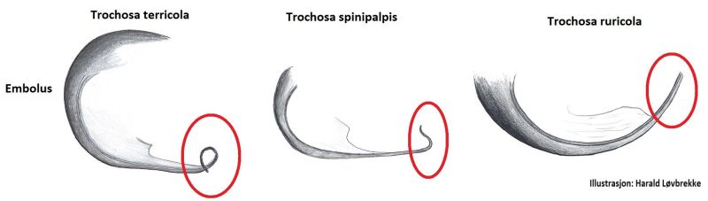 Datei:Trochosa embolus vergleich HLovbrekke.jpg