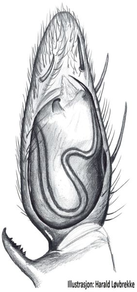 Datei:Drassodes villosus palp HLovbrekke.jpg