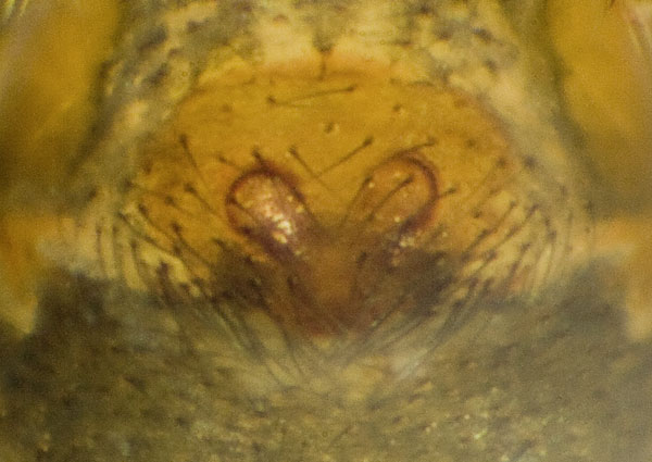 Datei:Drepanotylus-uncatus No-Risnesnipa 09-10 03-Epig.jpg