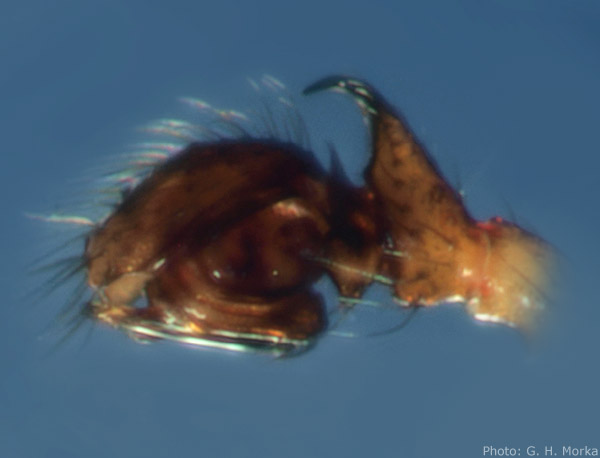 Datei:Drepanotylus borealis palp foto GHMorka.jpg