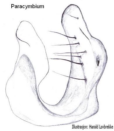 Datei:Tenuiphantes zimmermanni paracymbium HLovbrekke.jpg