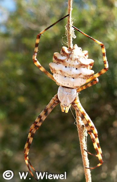Datei:Argiope lobata 1024.jpg
