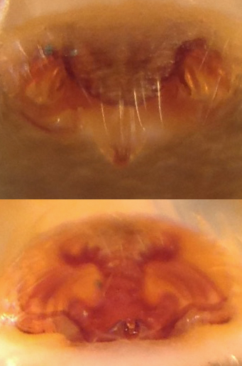 Datei:CentromerusSellariusEpigyneCombined.jpg