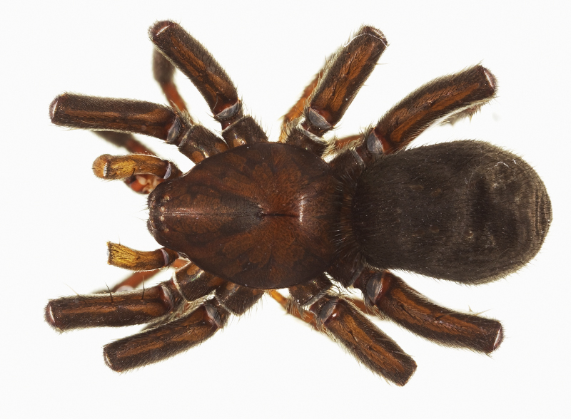 Datei:Gnaphosa nigerrima 5 20110908.jpg