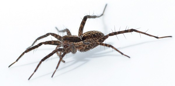 Datei:Pardosa blanda w lateral 6-7mm Mt.Lozere 1500m WOertel.jpg