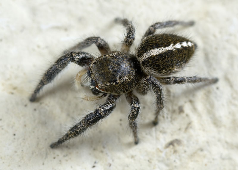 Datei:Pellenes-seriatus GR-Perama 10-05 03.jpg