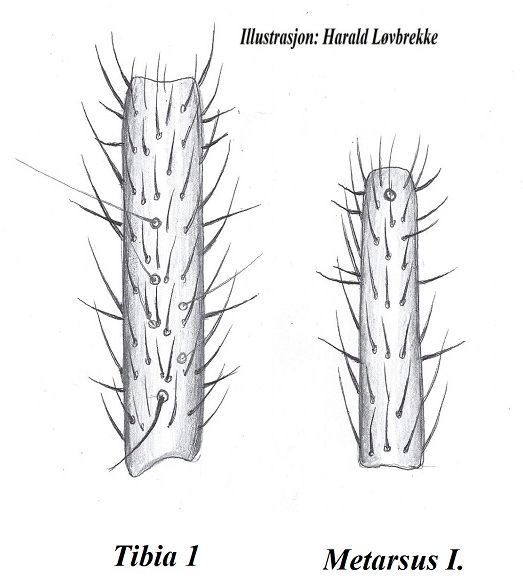 Datei:Pocadicnemis pumila female leg I HLovbrekke.jpg