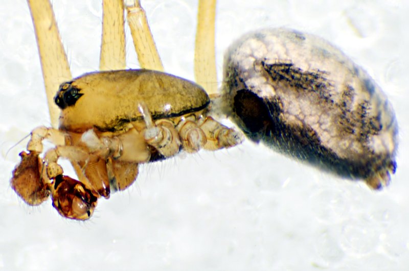 Datei:Agnyphantes expunctus m 30.07.11-493 lateral.jpg